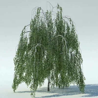 Береза бородавчатая \"Betula\"