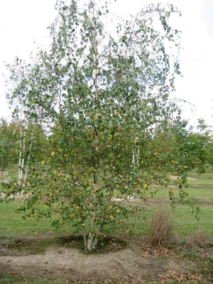 Берёза бородавчатая или берёза повислая (Betula pendula, betula verrucosa)