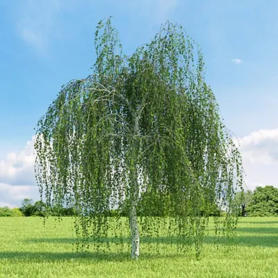 Береза бородавчатая \"Betula\"
