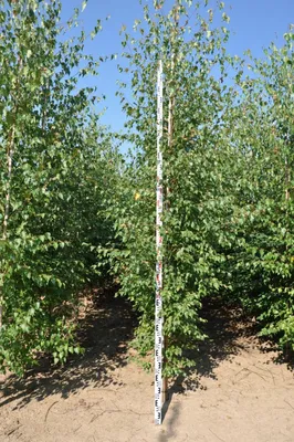 Береза бородавчатая, betula pendula