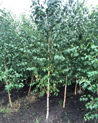 Береза бородавчатая \"Пурпуреа\" (Betula pendula 'Purpurea') - Береза -  Лиственные весна 2014 - Каталог - Eko-sad.ru