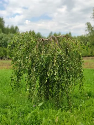 🌲 🌳 Береза бородавчатая повислая купить | питомник растений Зеленый  капитал