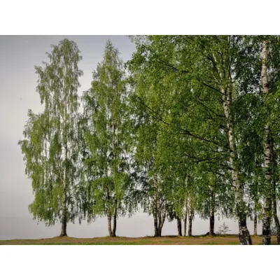 Купить саженцы Береза бородавчатая - Крымский питомник Гавриш