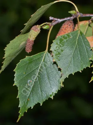 Берёза Плакучая - Береза повислая - Береза бородавчатая (Betula Pendula)  СЕМЕНА 500шт + подарочные семена | AliExpress