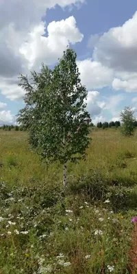 Береза бородавчатая 'Youngii' С30Ра 240-260 купить в Минске, цены