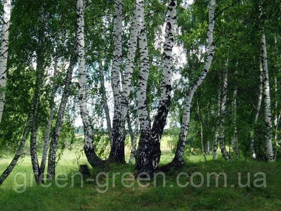 Береза бородавчатая, betula pendula