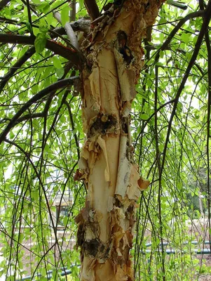 Betula nigra – береза черная — Bruns Pflanzen