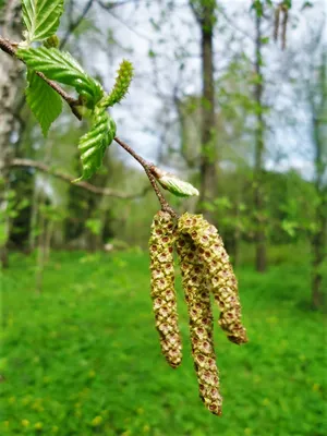 Береза черная с доставкой! 🌱 [Р796799]