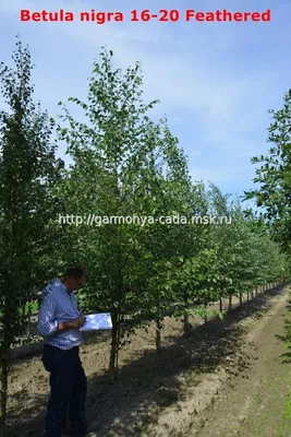 Береза черная, Betula nigra, 350 см (ID#747725140), цена: 2250 ₴, купить на  Prom.ua