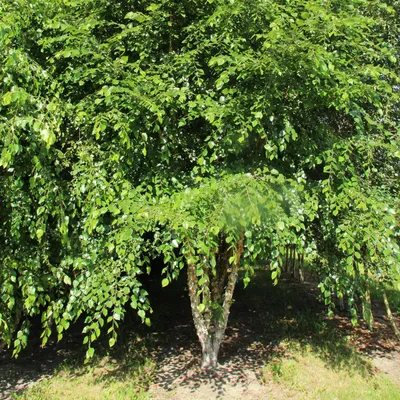 Береза черная (Betula nigra)