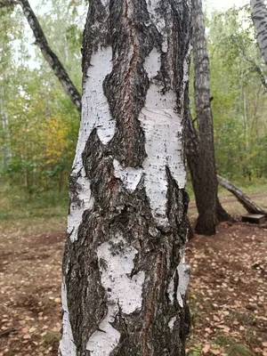 Береза черная/Betula nigra - Береза/Betula - Садовый центр ЛЕТО