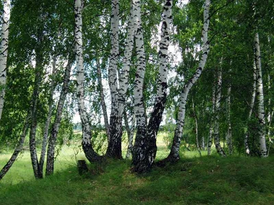 Береза черная / Betula nigra | MULTIFLORA