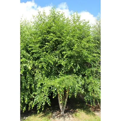 Берёза чёрная Саммер Кэскейд (Betula nigra Summer Cascade) С5 — Питомник  Летний сад