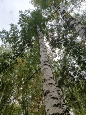 Береза черная / Betula nigra | MULTIFLORA