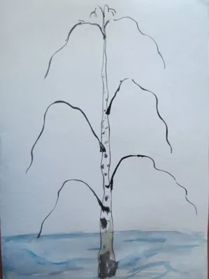 береза, рисунок, презентация