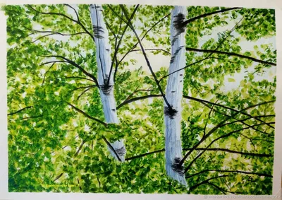 Две березы — GX27421 50х40 см / Купить картину по номерам Paintboy