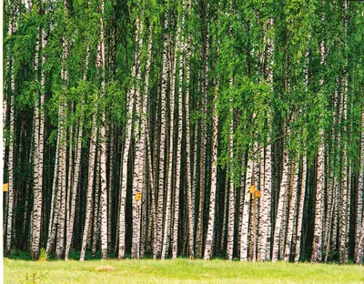 Береза бородавчатая \"Betula\"