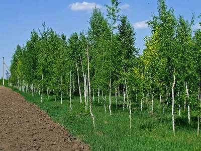 Береза бородавчатая \"Betula\"