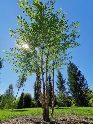 Betula utilis var. jacquemontii, Береза полезная Жакмана|landshaft.info