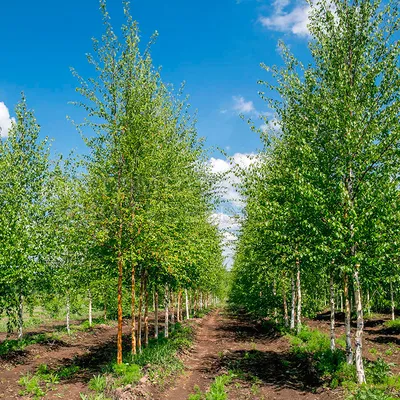 Береза кустовая \"Betula fruticosa\" цена по запросу купить саженцы из  питомника ЦентроСад | Гарантия, посадка и уход