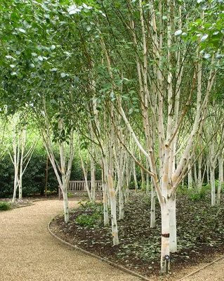 Популярные сорта березы 🌳 Купить саженцы с доставкой