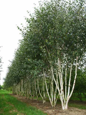 Купить Береза Далекарлийская Betula dalecarlica - в питомнике Флорини