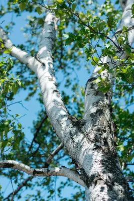 🌳 Искусственное дерево: Берёза, 150-550см купить » Искусственные растения  с доставкой по всей России