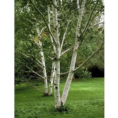 File:Betula Береза Сережки.jpg - Wikimedia Commons