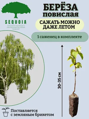 Береза Жакмона (Betula jacquemontii) саженец, 10 шт. в упаковке в  интернет-магазине VALLES.RU