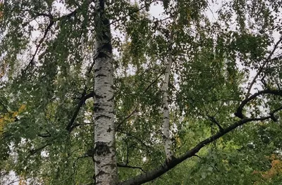 Береза натуральная Лиственные деревья 10.57806N, купить с доставкой в  интернет-магазине orgmebel.ru