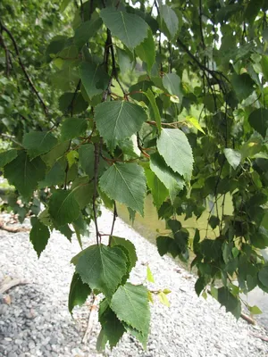 Популярные сорта березы 🌳 Купить саженцы с доставкой