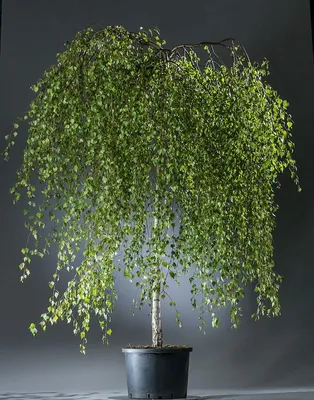 Береза повислая Юнги (Betula pendula Youngii)