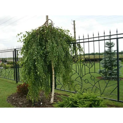 Береза плакучая \"Юнги\" (Betula pendula Youngii) - Лиственные растения весна  2024 года - купить лиственные растения спирея, кизильник, барбарис,  лапчатка.