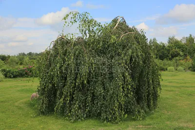 Купить Береза повислая Юнги Betula pendula Youngii - в питомнике Флорини