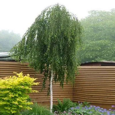 Береза повислая Юнги (Betula pendula Youngii) лиственное дерево. Купить  саженцы в питомнике beltui.by