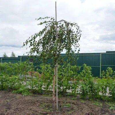 Береза повислая \"Юнги\" (Betula péndula \"Youngii\") - Питомник и Садовый  центр Русские Деревья
