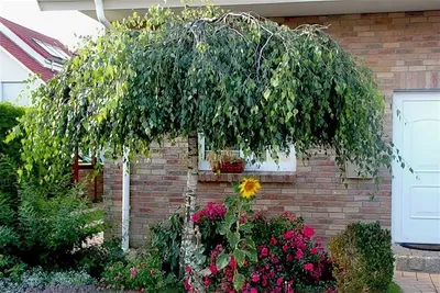 Берёза Юнги (Betula pendula 'Youngii') | BOTSAD.BY