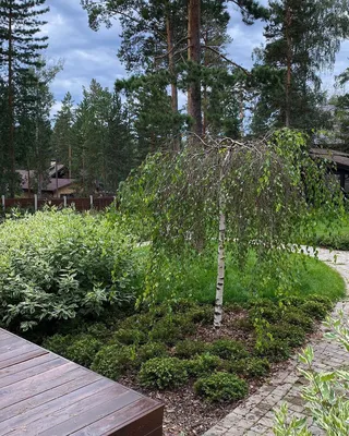 Купить Береза Юнги повислая (артикул 700-0763) по цене 230 руб. с доставкой  почтой