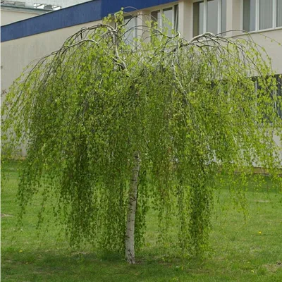 Купить Березу Юнги 🌳 в Москве