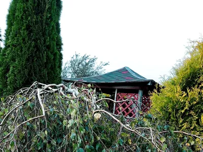 Берёза Юнги (Betula pendula 'Youngii') | BOTSAD.BY