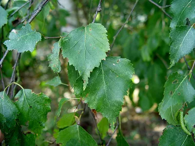 Береза повислая \"Юнги\" (Betula péndula \"Youngii\") - Питомник и Садовый  центр Русские Деревья