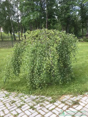 Береза повислая Юнга