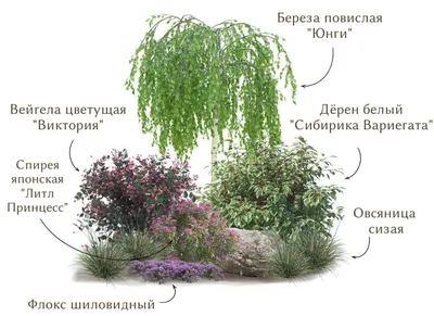 Береза повислая Юнги C30 260-300 Ра – купить в Казани по низкой цене |  Питомник «Биосфера»: саженцы, грунты, садовый инвентарь