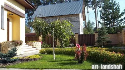 Береза плакучая Юнги (Youngii) купить в Киеве, цена — Greensad