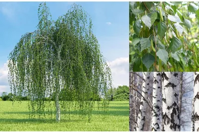 Береза Повислая Юнги Betula pendula Youngii Ком h 450+ d 36-40  (ID#1226203403), цена: 15900 ₴, купить на Prom.ua