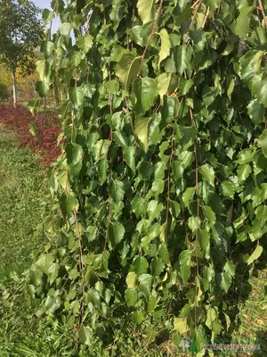 betula