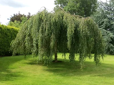 Береза Далекарлийская - Береза - GardenPlants