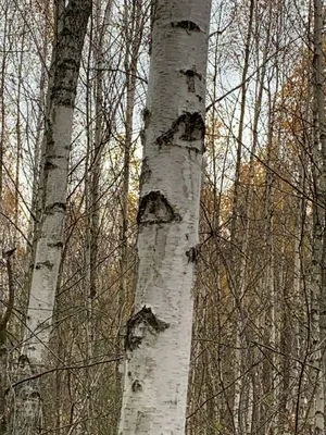 Купить Береза повислая Юнги Betula pendula Youngii - в питомнике Флорини