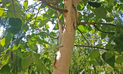 Береза повислая \"Betula pendula\" по цене от 700 купить саженцы из питомника  ЦентроСад | Гарантия, посадка и уход