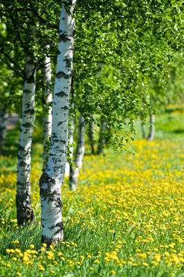 Береза летом фото фотографии